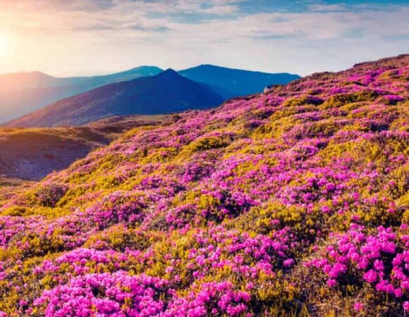 VALLEY OF FLOWERS TREK